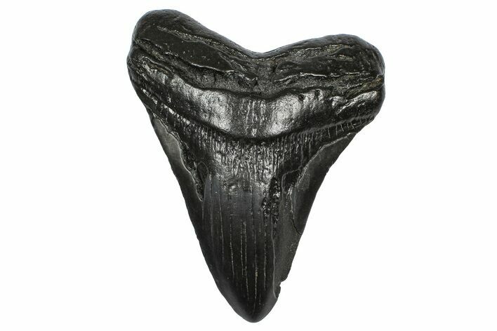 Fossil Megalodon Tooth - South Carolina #372379